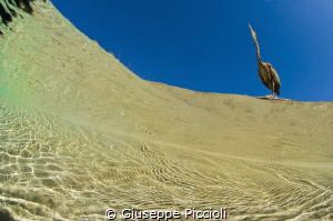 Red heron by Giuseppe Piccioli 